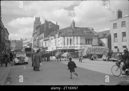 Boston Market- the Country Market and May Fair, Boston, Lincolnshire, England, UK, 1945 A farmer drives a herd of cattle down a busy road (probably Horncastle Road) on market day in Boston, Lincolnshire. The junction with Wide Bargate is clearly visible on the right of the photograph. The large shop on this junction (visible in the centre of the photograph) is 'A B Woodcock, Caterer and Confectioner'. To the left of this shop is 'Weaver to Wearer'. A young boy can be seen running behind the cows, and several trucks, cars and a bicycle can be seen, as well as a large number of pedestrians. The Stock Photo