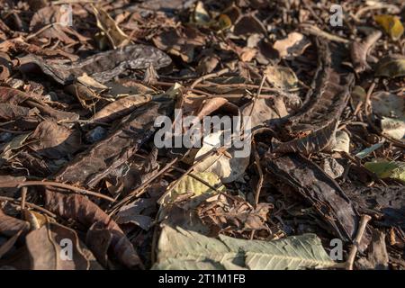 Close-up of dried carobs in a field of carob trees, Ceratonia siliqua, in the interior of the island of Mallorca o a sunny day. Spain Stock Photo
