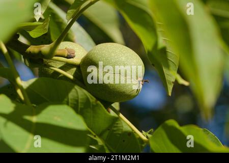 Unriped green walnut in peel on walnut tree. Few days before harvesting time. Early autumn. Czech republic nature. Stock Photo