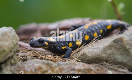 Salamandra salamandra aka fire salamander is crawling on the stone in his habitat. Early autumn. Czech republic nature. Stock Photo