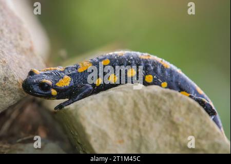 Salamandra salamandra aka fire salamander is crawling on the stone in his habitat. Early autumn. Czech republic nature. Stock Photo