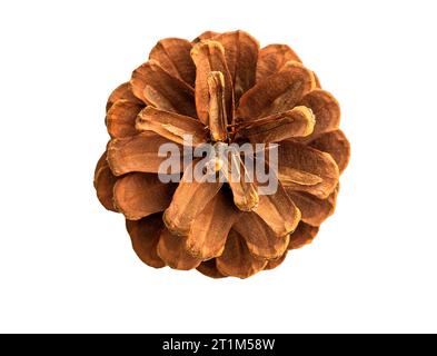 Top view of an open pine cone Stock Photo