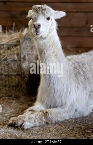 19.05.2023 Alpaka im Stall mit Auslauf *** 19 05 2023 Alpaca in stable with run Credit: Imago/Alamy Live News Stock Photo