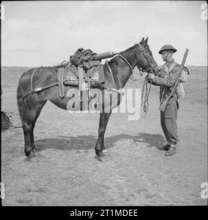 The British Army in the United Kingdom 1939-45 Pack horse carrying a 3-inch mortar of the Highland Light Infantry, Scotland, 7 May 1943. Stock Photo