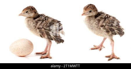 Chicken turkey with egg isolated on a white background Stock Photo