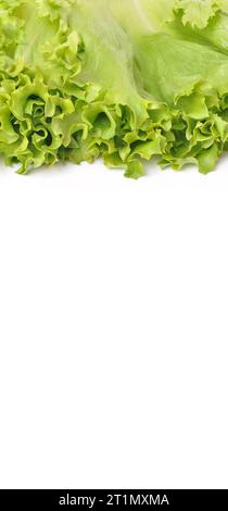 Fresh green tasty beautiful organic lettuce, bunch of green lettuce leaves, isolated on white background Stock Photo
