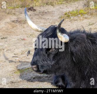 Black scottish highlander cow sleeping on the ground, in the sand Stock ...