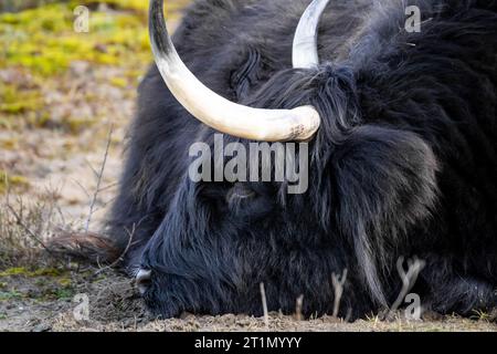 Black scottish highlander cow sleeping on the ground, in the sand Stock ...