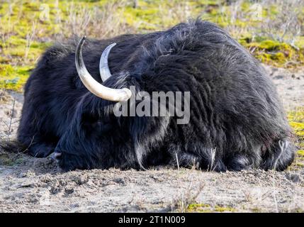 Black scottish highlander cow sleeping on the ground, in the sand Stock ...