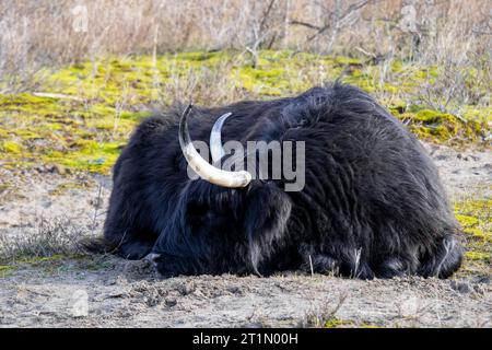 Black scottish highlander cow sleeping on the ground, in the sand Stock ...