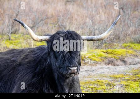 Black scottish highlander cow lying in the sand Stock Photo