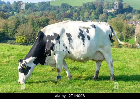 Friesian dairy cow in field, near Ashburton, Jubilee Park, Bruton, Somerset, England, United Kingdom Stock Photo