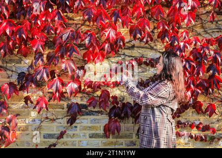 London, UK. 14th Oct, 2023. A woman takes pictures of the autumnal leaves in vibrant reds on a wall covered in virginia creeper in Southeast London. The capital saw beautiful sunshine and mild temperatures for most of the day. Credit: Imageplotter/Alamy Live News Stock Photo