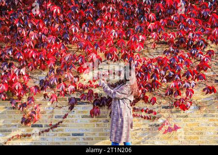 London, UK. 14th Oct, 2023. A woman takes pictures of the autumnal leaves in vibrant reds on a wall covered in virginia creeper in Southeast London. The capital saw beautiful sunshine and mild temperatures for most of the day. Credit: Imageplotter/Alamy Live News Stock Photo