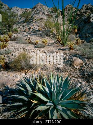 Agave, Ocotillo, Cabeza Prieta National Wildlife Refuge, Arizona Stock Photo