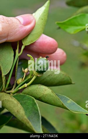 Young lime fruit on tree Stock Photo
