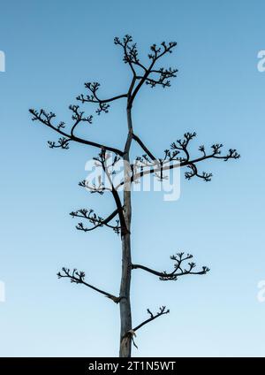 Branches Of Yucca Plant Against Clear Blue Sky in Big Bend Stock Photo