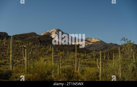Bright Green Saguaro Cacti Span Hillsides Below Wasson Peak in Saguaro National Park Stock Photo