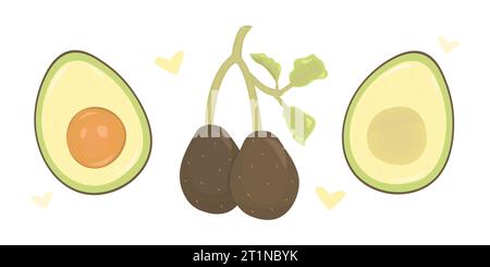 Appetizing whole and cut avocados, color vector illustration set Stock Vector