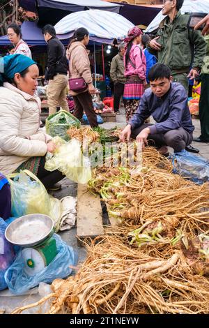 Bac Ha Sunday Market. Woman Selling Vietnamese Ginseng. Vietnam. Lao Cai Province. Stock Photo