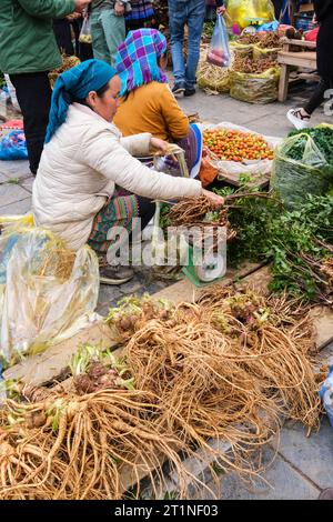 Bac Ha Sunday Market. Woman Selling Vietnamese Ginseng. Vietnam. Lao Cai Province. Stock Photo