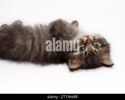 Cute tabby kitten with fluffy fur on white isolated background Stock Photo