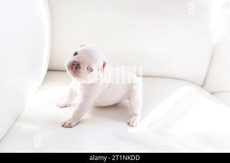 Charming two-week-old white French Bulldog puppy basks in the bright sunlight on a large white leather sofa on a sunny day – a cute and cozy home scen Stock Photo
