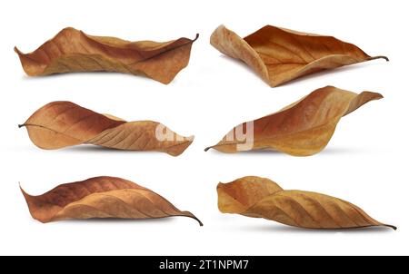 Dry leaf or dead leaf isolated on white background Stock Photo
