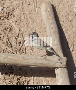 Male House Sparrow (Passer domesticus tingitanus) in Morocco. North African subspecies. Stock Photo