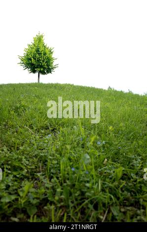 lone tree on top of a hill, isolated Stock Photo