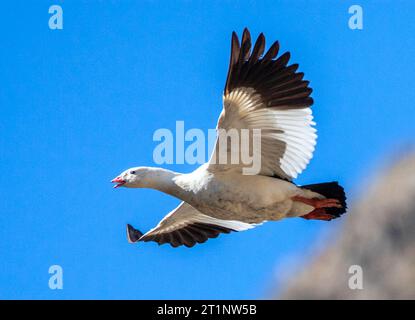 Andean Goose,(Chloephaga melanoptera) in flight over Andes mountains in central Peru. Stock Photo
