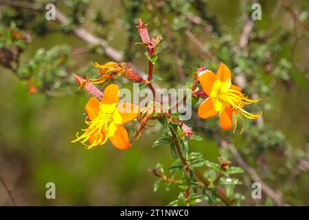 Close-up of two orange yellow blossoms against defocused green background, Biribiri State Park, Minas Gerais, Brazil Stock Photo