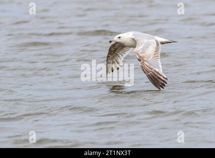 Second summer European Herring Gull (Larus argentatus) flying low over the sea at the beach of Katwijk in the Netherlands, during early summer. Stock Photo