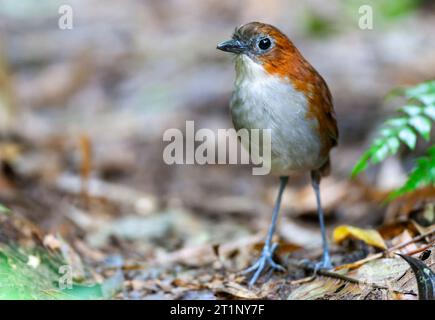 White-bellied Antpitta (Grallaria hypoleuca castanea) at San Isidro lodge, east slope of the Andes in Ecuador. Standing on the ground. Stock Photo