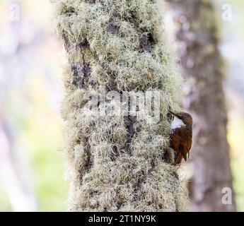 White-throated Treerunner (Pygarrhichas albogularis) in Patagonia forest, Tierra del Fuego, southern Argentina. Stock Photo