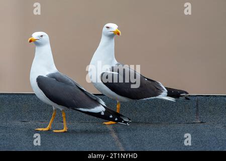 Pair of Lesser Black-backed Gulls (Larus fuscus) at Katwijk in the Netherlands. Nesting on an urban roof. Stock Photo