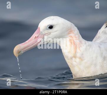 Closeup of a Gibson's Albatross (Diomedea gibsoni) swimming at sea off Kaikoura, New Zealand. Water dripping from its huge pink bill. Stock Photo