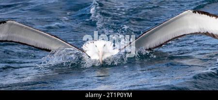 Adult Northern Royal Albatross (Diomedea sanfordi) landing at sea off the Chatham Islands, New Zealand. Almost going under water. Stock Photo