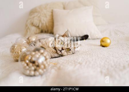 A cat of the Scottish straight cat breed sits on a bed. Good New Year spirit. Stock Photo