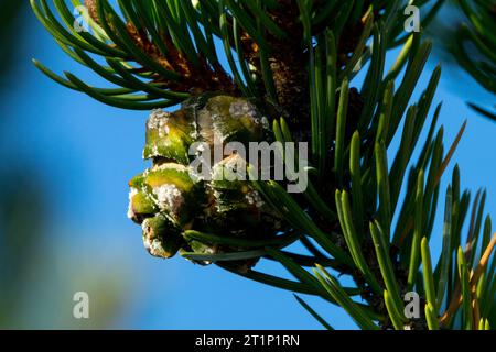 Two-needle Pinon Pine, Cone, Pinus edulis, Needles, Branch, Pinyon Pine, Colorado Pinyon Pine Stock Photo