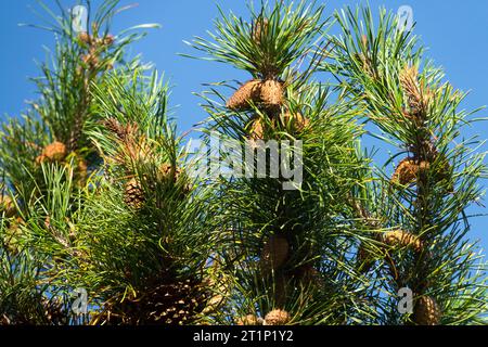 Coniferous, Branch, Female cones, Lodgepole Pine, Pinus contorta Stock Photo