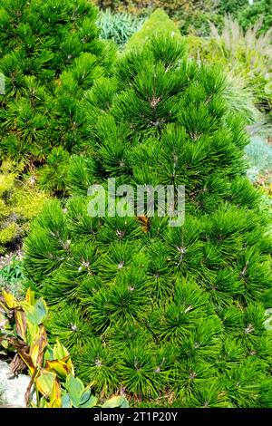 Bosnian Pine, Tree, Pinus heldreichii 'Smidtii' in Garden Stock Photo