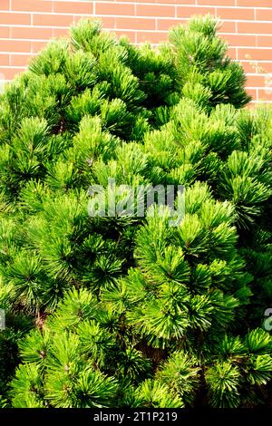 Bosnian Pine, Pinus heldreichii 'Smidtii!, Growing, at, Garden, Wall Stock Photo