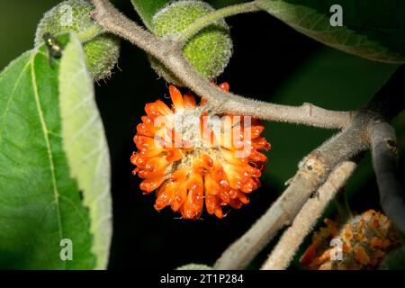 Paper Mulberry, Broussonetia papyrifera, Edible, Fruit Stock Photo