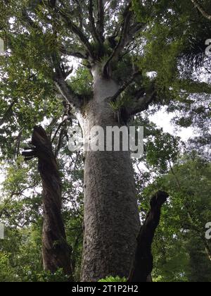 Huge Kauri (Agathis australis) in Waipoua Forest on North Island, New Zealand. Seen from below. Stock Photo