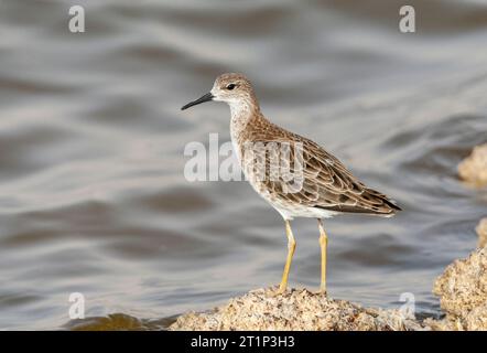 Adult Ruff (Philomachus pugnax) resting in the saltpans of KM20 near Eilat, Israel during spring migration. Stock Photo
