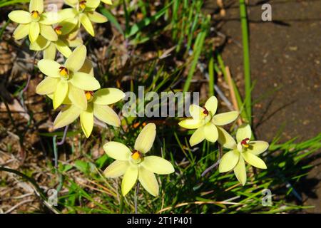 Vanilla Orchids, Thelymitra antennifera, also known as Lemon-Scented Sun Orchid and Rabbit-Eared Sun Orchid, a native Australian wildflower species. Stock Photo