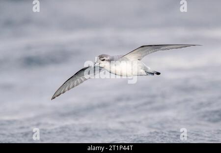 Fairy Prion (Pachyptila turtur) flying over the ocean off the coast of Kaikoura in New Zealand. Stock Photo