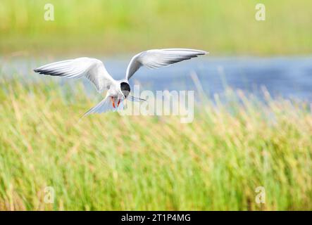 Adult Common Tern (Sterna hirundo) flying over blue colored freswater lake near Skala Kalloni on the island of Lesvos, Greece. Hovering looking for fo Stock Photo