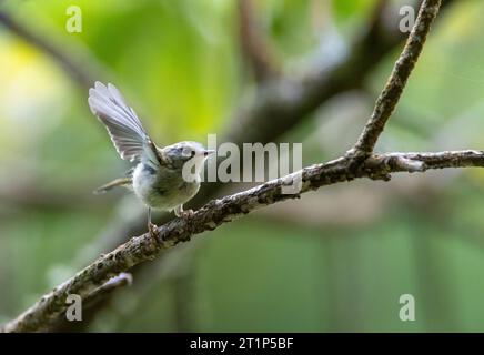 Juvenile Madeira Firecrest (Regulus madeirensis) perched in a tree in mountain forest in Madeira. Also known as Madeira kinglet or Madeiracrest. Stock Photo